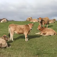 Un taux de productivité minimum de 0,8 veau par vache sur 15 mois est introduit pour l'aide à la vache allaitante.
