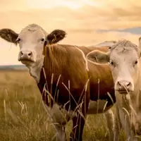 Alimentation, pollution, climat, bien-être animal... : l’agriculture au cœur de sujets sociétaux.