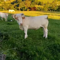 Le grand Massif central, berceau des races à viande.