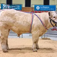 Un veau charolais présenté sur un ring.