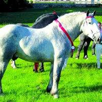 L’organisation mise en place depuis 1996 par la section équine de GDS Creuse en relation étroite avec le syndicat des éleveurs de chevaux de trait a p