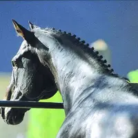 En 2010 verront le jour un travail sur un cas-type trait, un programme de formation sur l'alimentation du cheval ainsi qu'un témoignage présentant une