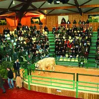 Les animaux non vendus restent jusqu'au mercredi 31 mars à la ferme du Marault.