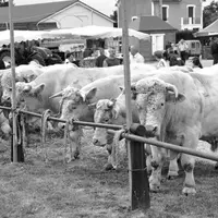 Cent soixante-deux bovins et 121 ovins furent au rendez-vous cette année.