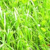 Essais herbe