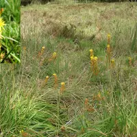 La narthécie des marais est une plante vivace des marais et landes
tourbeux dans l’Ouest, le Centre, les Pyrénées. Elle se reconnaît
facilement dura