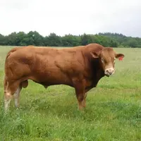 Bandit-MN au Gaec Malabre qualifié RRE VS sur descendance en ferme (top 1 % supérieur de la race), sera diffusé par insémination animale dès la fin 20