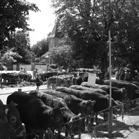 A la Foire concours agricole.