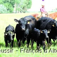 Troupeau américain dans une prairie du Wyoming.