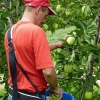Près de 5 000 cueilleurs seront mobilisés durant trois semaines pour récolter quelques 100 000 tonnes de pommes.