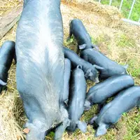 Les petits cochonnets au pelage noir.