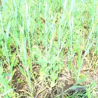 Les mélanges céréales-protéagineux, souvent appelés méteil consistent à associer une ou plusieurs espèces de céréales (blé, triticale, avoine) avec un
