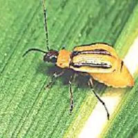 Diabrotica virgifera virgifera LeConte.