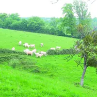 L’avenir de la filière bovin-viande dépend des choix que l’Europe fera en matière de modèle d’élevage.