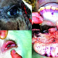 Le syndrome de diathèse hémorragique (troubles de la coagulation) du veau concerne des animaux nés normaux et âgés en général de deux à trois semaines