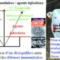 L'avenir du veau se joue dans les heures suivant sa naissance. Dans l'utérus, le fœtus se trouve sous haute protection. A la naissance, un envahisseme