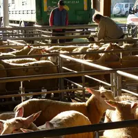 Ce mardi 29 mai, 550 agneaux et 110 brebis ont trouvé preneur lors de la Foire des Hérolles.