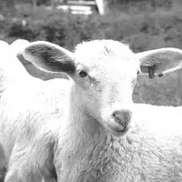 Le contrat de progrès de la filière ovine a été adoptée par la commission permanente du Conseil régional.