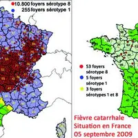 La situation épidémiologique est favorable : au 5 septembre 2008, en France, plus de 11 000 foyers de fièvre catarrhale (10 800 foyers sérotype 8 et 2
