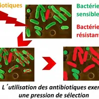 Toute utilisation d’antibiotique favorise l’apparition d’antibiorésistance et plus on utilise d’antibiotiques, plus la résistance augmente. L’antibior