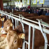 3 900 euros, le prix moyen des taureaux vendus le 12 avril.