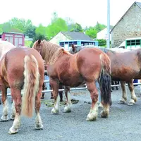 Des chevavux de traits de race bretonne.