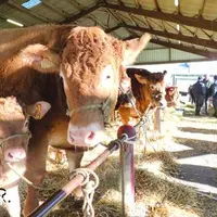La répartition géographique des animaux retenus est la suivante : Haute-Vienne (20), Corrèze (12), Creuse (2), Charente (2), Cantal (1), Indre-et-Loir