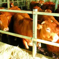 La question de savoir si l'animal sera vendu au centre ou s'il sera en pension n'est pas encore tranchée.