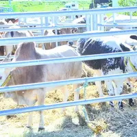 Animaux de nos contrées ou plus exotiques, tels un zébu ou une vosgienne : les visiteurs ont pu découvrir la diversité des races à viande.