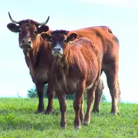 4 320 inséminations en race pure limousine ont été réalisées lors de la dernière campagne.