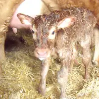 Le petit veau, fils de Bretelle et de Bouffy, le champion mâle qui participera quant à lui à l'événement, a de qui tenir.