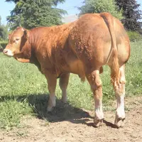 Le bien nommé Festival a été l’animal le mieux vendu de la vente aux enchères durant le Festival de l’Élevage.