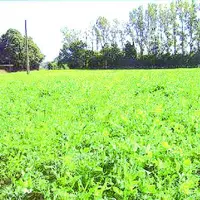 Vesce/avoine semée derrière un triticale/seigle/pois récoltés en grain.
