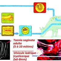 L'Homme s'infeste en consommant de la viande crue ou peu cuite renfermant des cysticerques. En 3 mois, la forme adulte de Tænia saginata est formée da