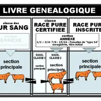 Le livre généalogique.