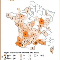 En 2009, la prévalence de la tuberculose bovine en France était de 0,04%. Le territoire est reconnu officiellement indemne de tuberculose bovine depui