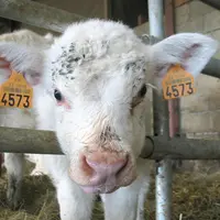 Les agriculteurs qui souhaitent bénéficier d’un régime de subrogation ou qui souhaitent émarger à un programme éligible à la réserve nationale devront