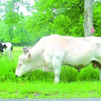 Les sénateurs ont approuvé le développement de la contractualisation entre agriculteurs et industriels, retenant l'obligation de contrats écrits de ve