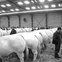 Les charolais