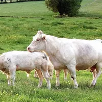 Les Creusois se positionnent de belle manière dans quelques catégories.