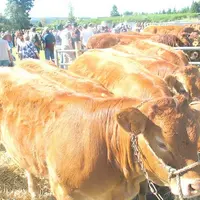 Bovins et ovins limousins, les races rustiques présentes sur le Plateau de Millevaches.