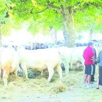 Le comice eut la visite de nombreux agriculteurs des environs.