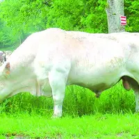 La conjoncture extrêmement difficile pour l'élevage avec un prix de la viande bas doit plus que jamais positionner l'amélioration génétique comme véri