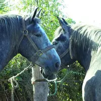 Les élevages de trait ont en moyenne 6 chevaux sur leur exploitation. 80 % d'entre eux ont moins de 10 chevaux, dont 60 % ont moins de 5 chevaux.