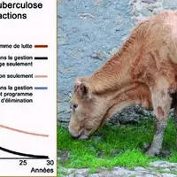 Lors de présence de la paratuberculose dans un élevage, deux points s’avèrent primordiaux à respecter :
- La précocité d’intervention.
- L’associati