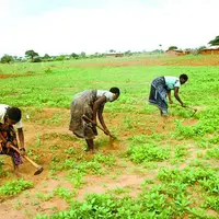 Des femmes désherbent un champ dans une ferme de la région de Dodoma, en Tanzanie.