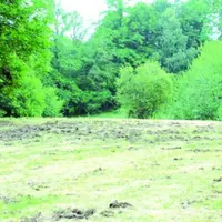 Dégâts de sangliers