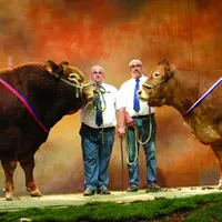 Les champions mâle, Verdi, et femelle, Verte, du concours Limousin.