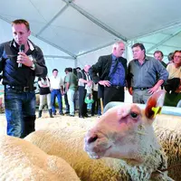 Pas moins de 110 animaux ont participé au Spécial de la race ovine Charollaise.