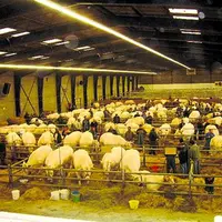 La vitrine des éleveurs charolais.